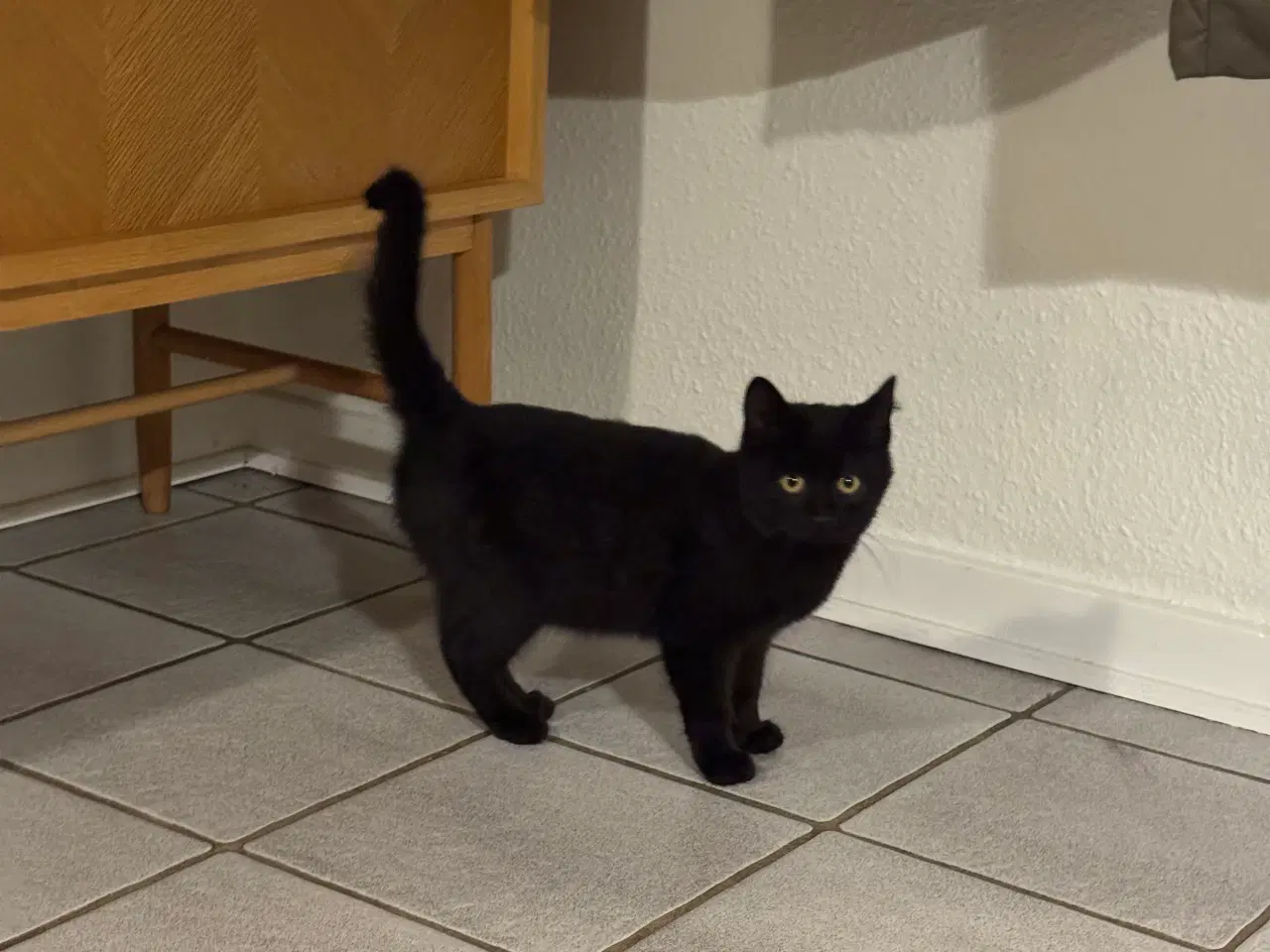 Billede 1 - Emil og Jasmin søger nyt hjem