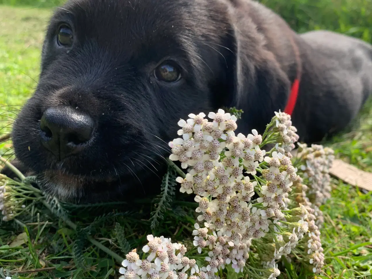 Billede 3 - Hvalp søger nyt hjem Golden retriver / Rottweiler 