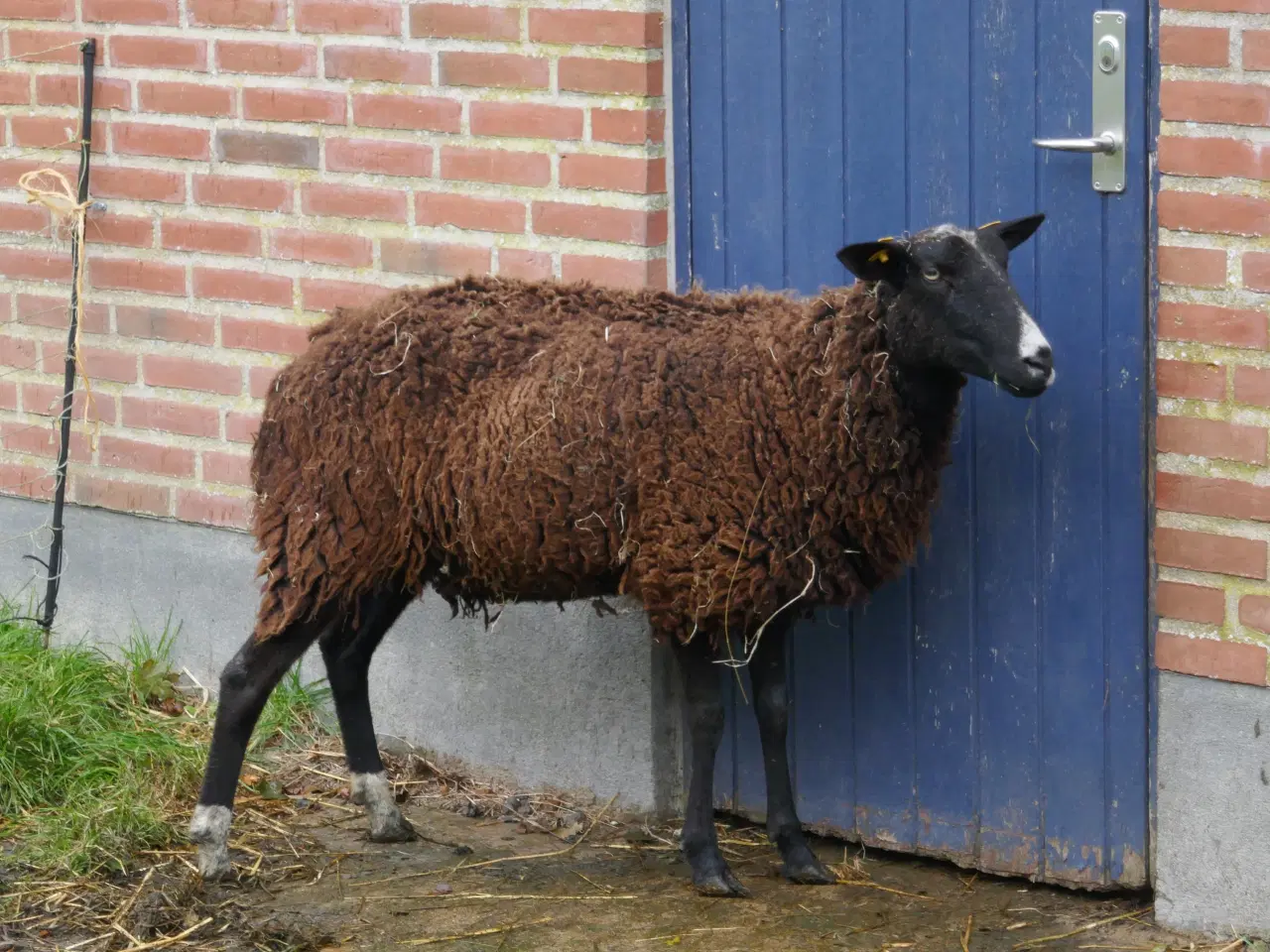 Billede 6 - Zwartbles piger, m3, vaccinerede