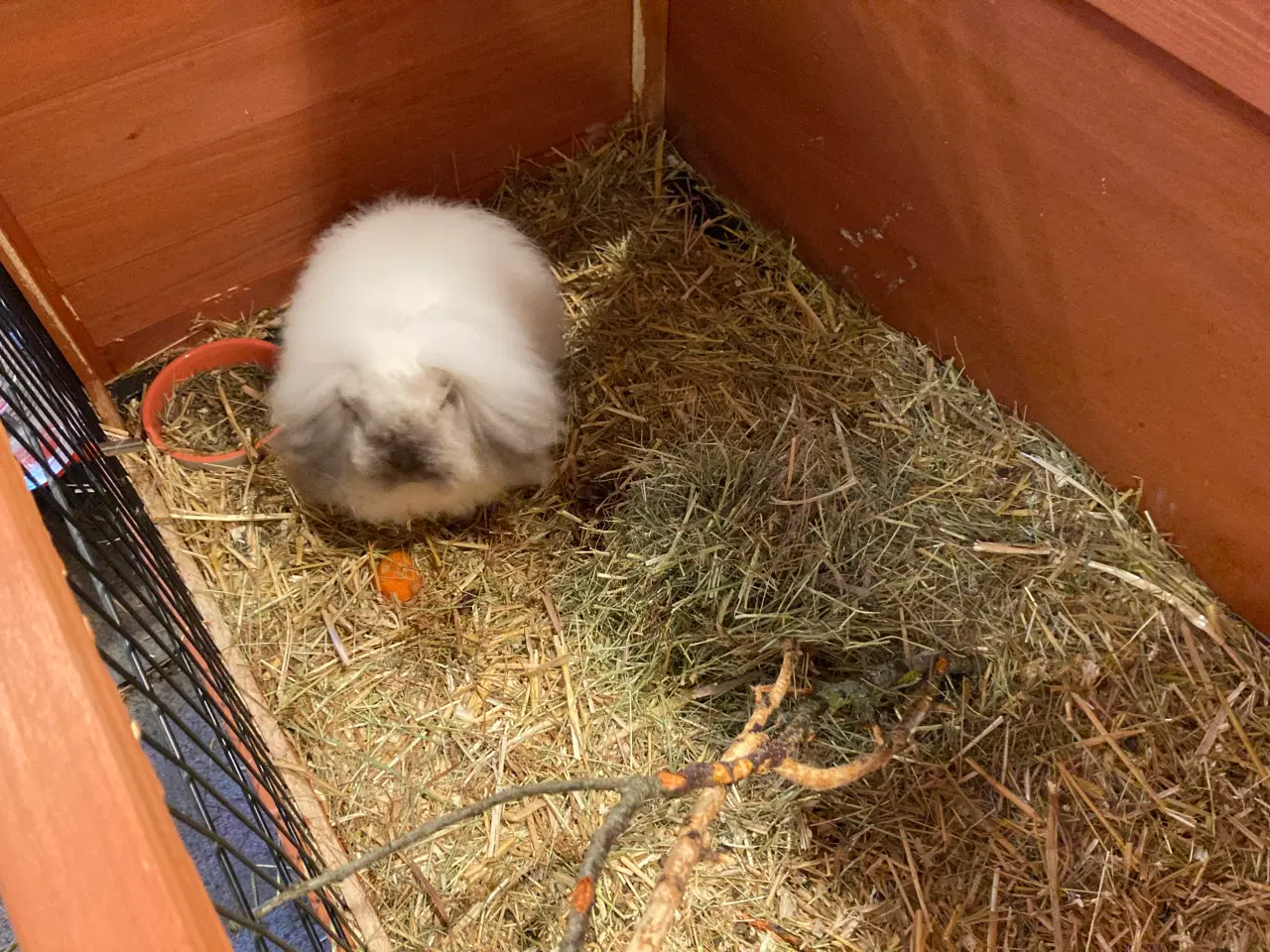 Billede 5 - Molly søger nyt hjem