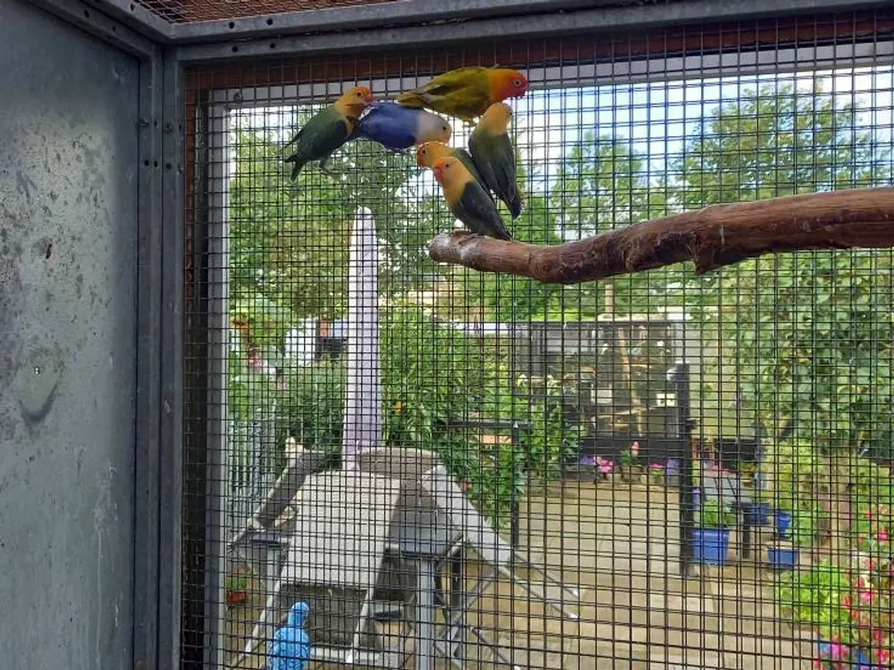 Billede 1 - KØBES  Ung tam dværgpapegøje