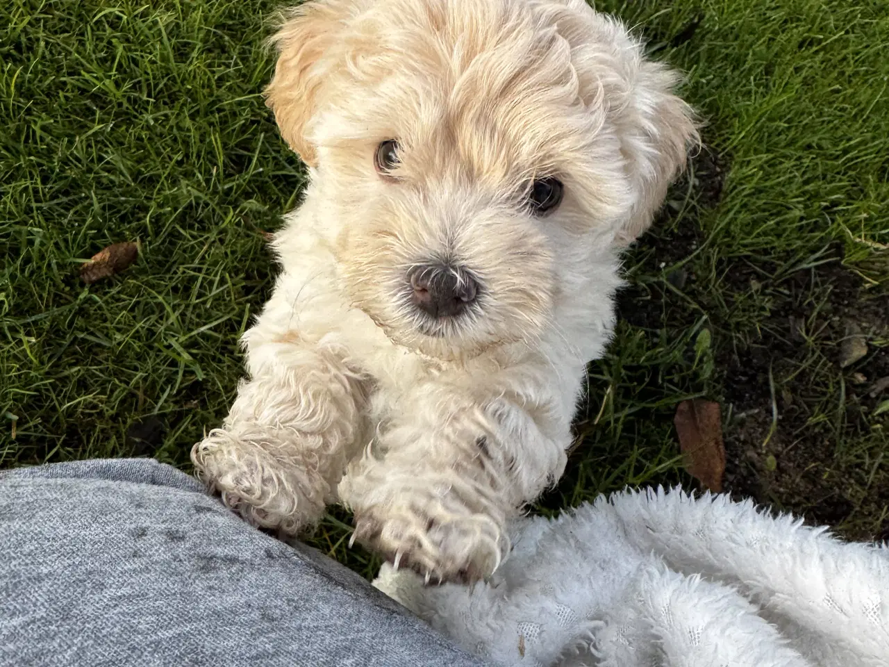 Billede 14 - Maltipoo Puddel Maltese