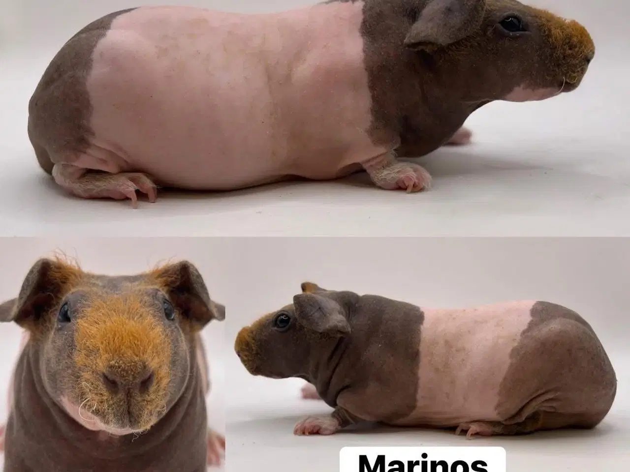 Billede 1 - Skøn skinny hun til kæledyrs hjem