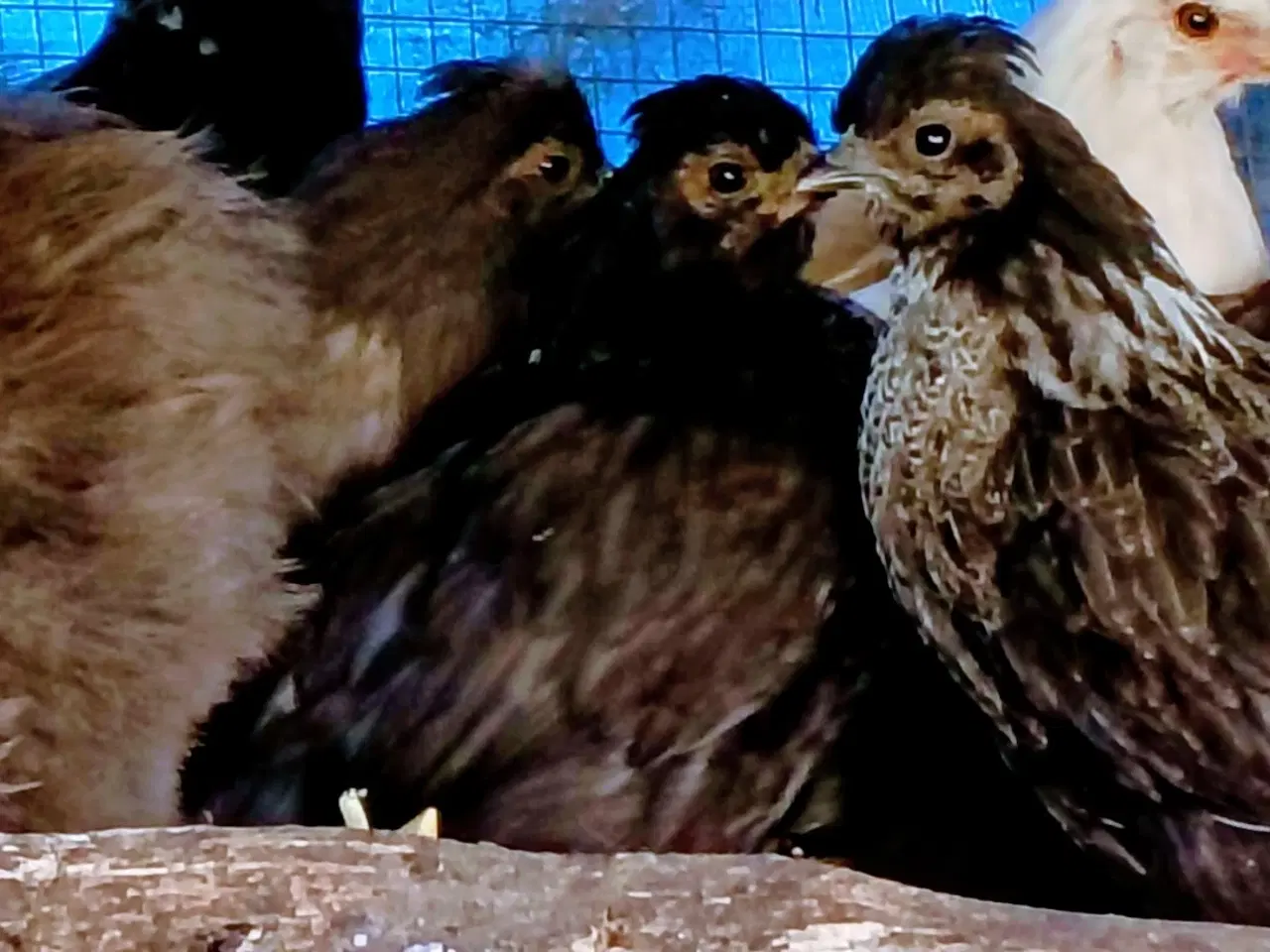 Billede 1 - Fine kyllinger