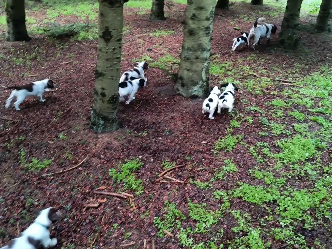 Billede 8 - FT Springer spaniel
