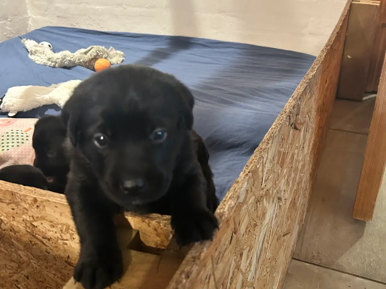 Billede 4 - 3 skønne han hunde 