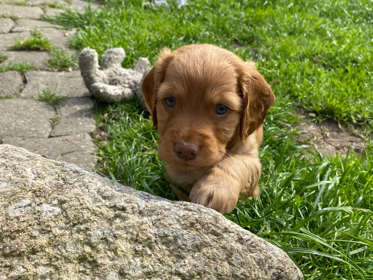 Billede 9 - Smukke cockerspaniel hvalpe