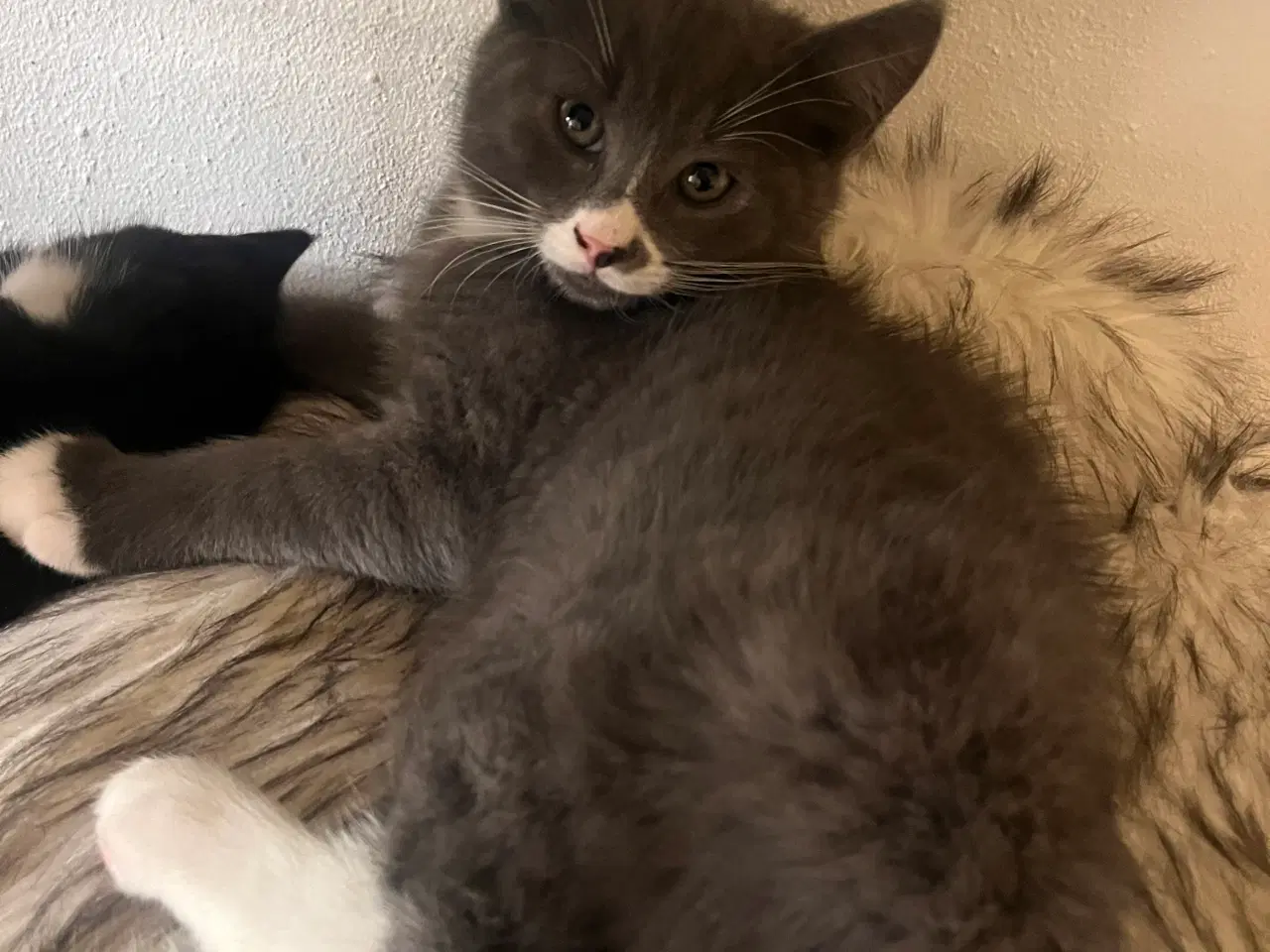 Billede 10 - Maine coon blanding