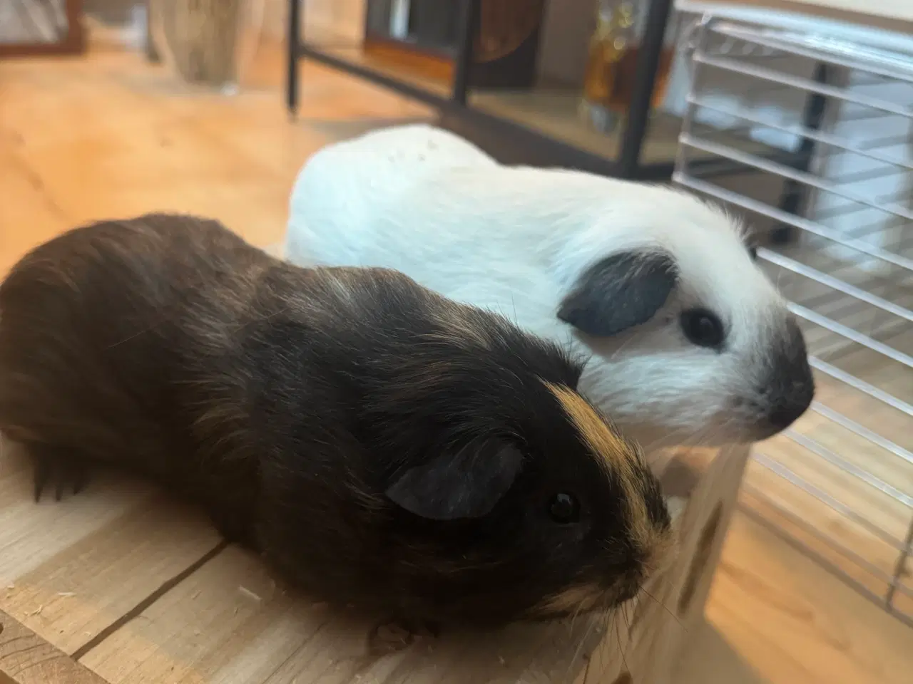 Billede 1 - 🐹 To søde han marsvin søger nyt hjem 🏡