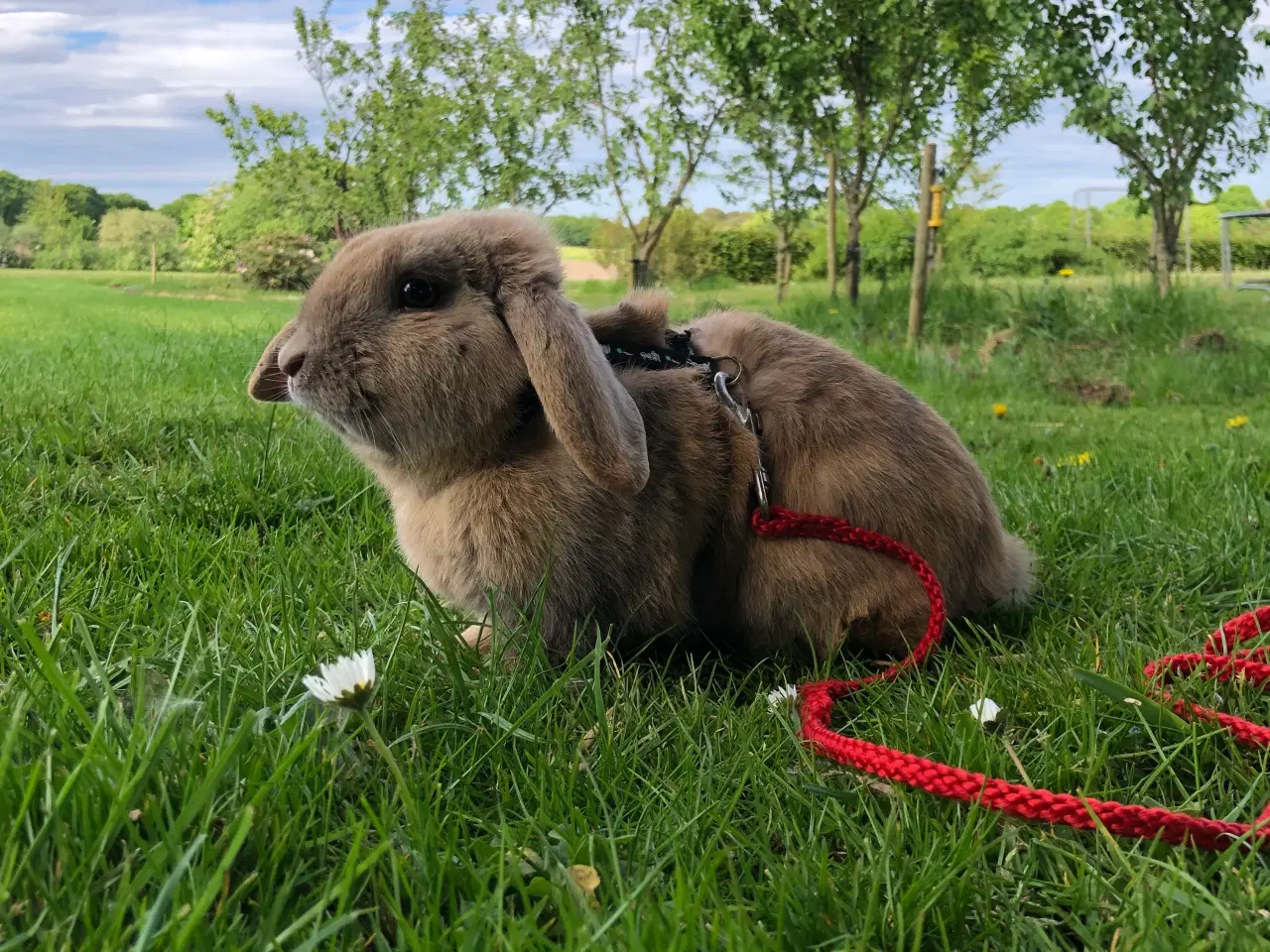 Billede 2 - Kælen dværgvædder han kanin. 