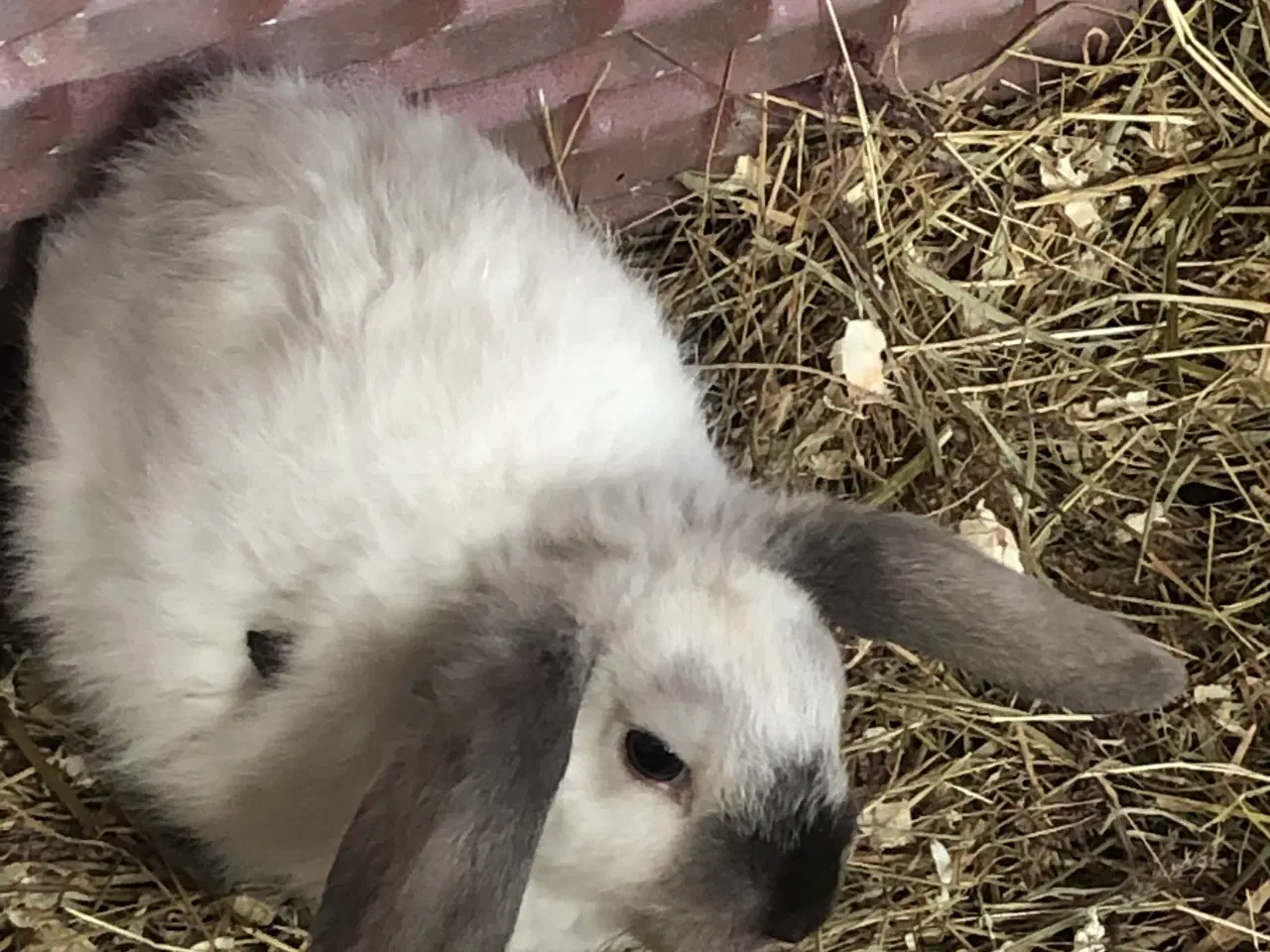 Billede 4 - Minilopper til salg