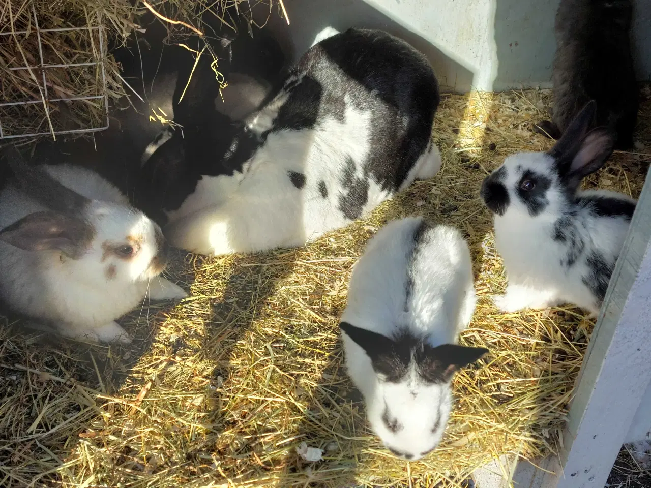 Billede 5 - Kanin til salg 