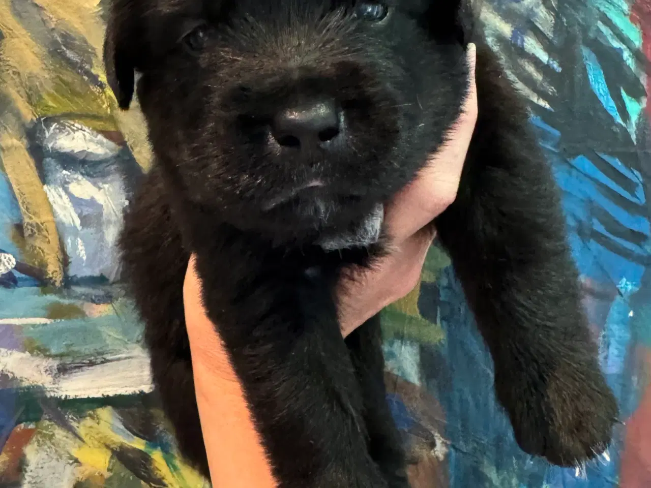 Billede 12 - Golden Retriever & Rottweiler mix