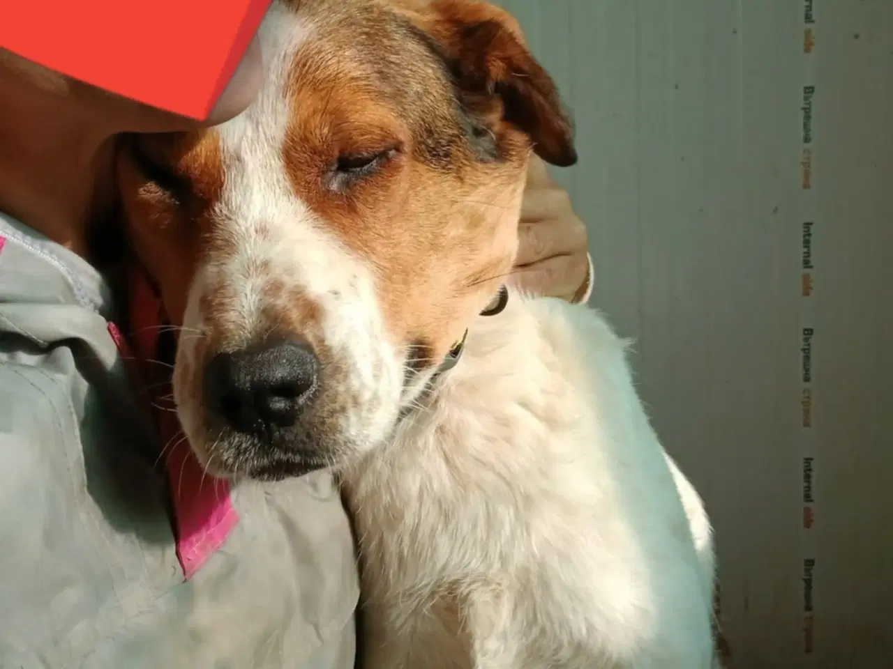 Billede 1 - Søde Carlotta søger sit eget menneske