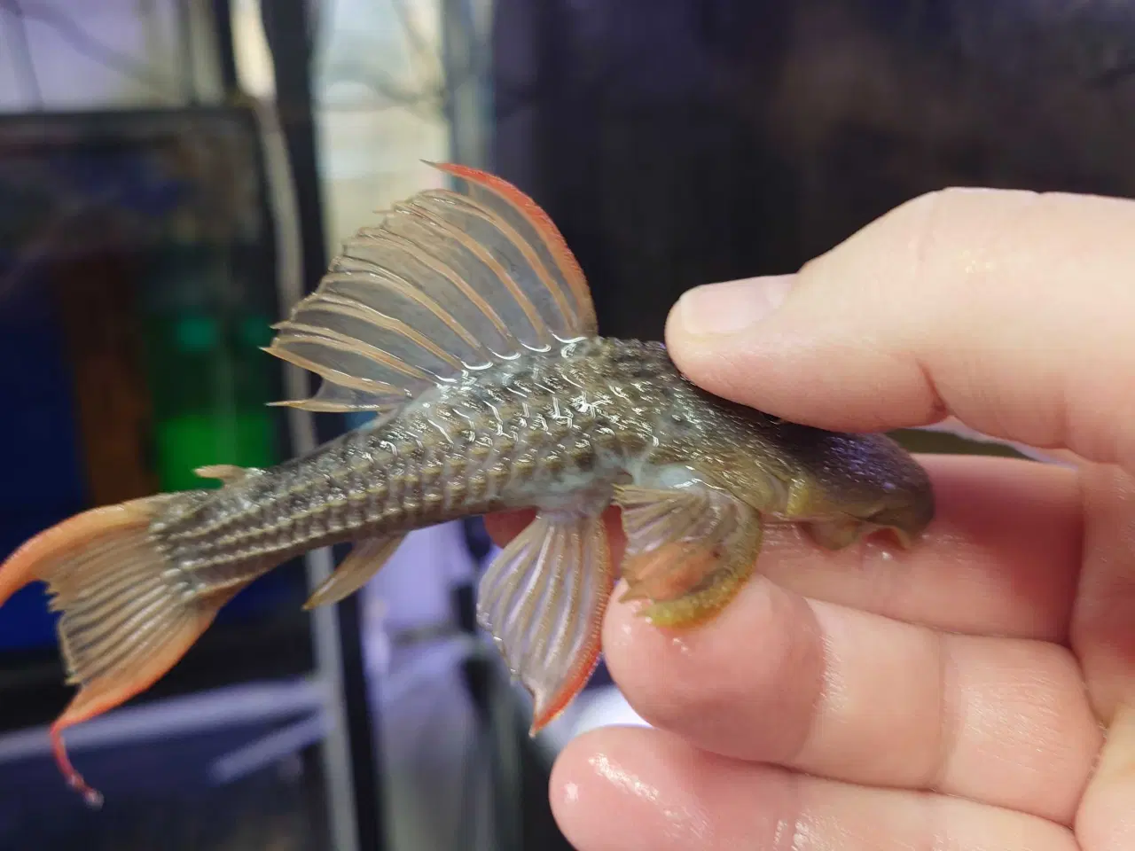 Billede 1 - L024 Super Red 