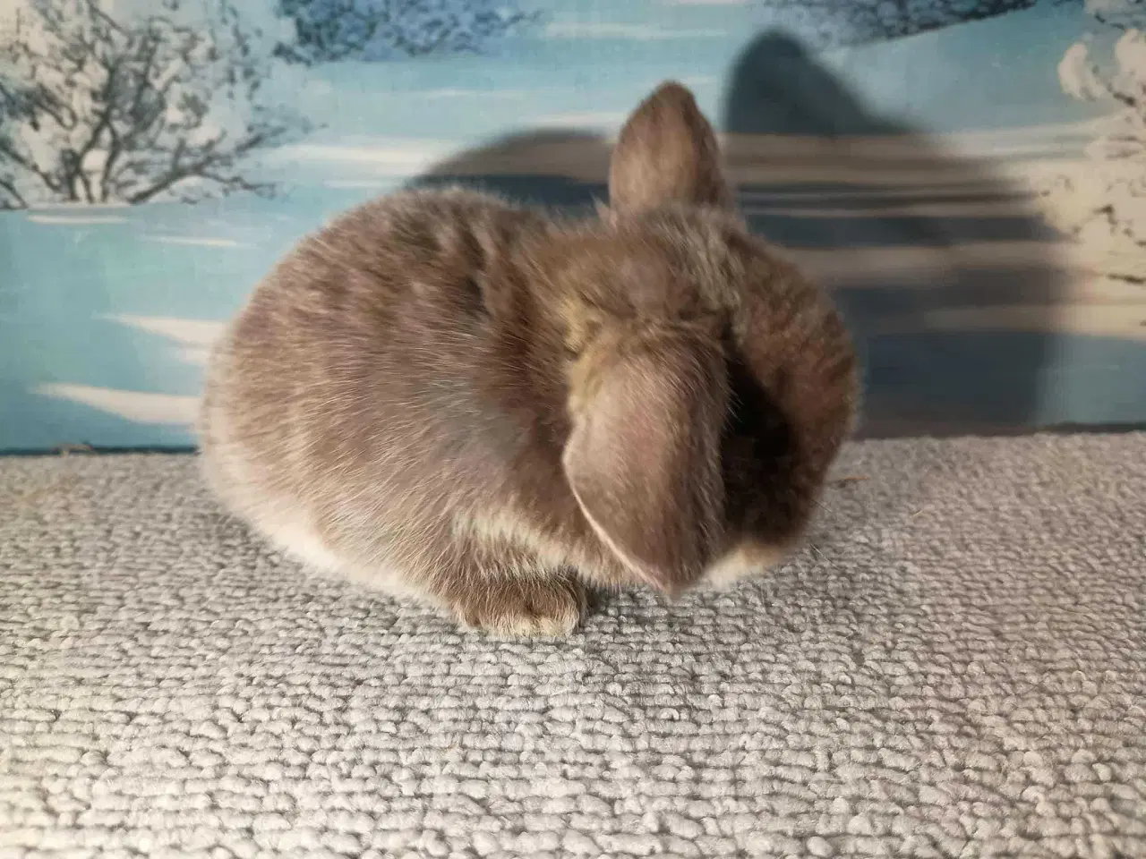 Billede 6 - Minilop pige, dværg kanin hun ung