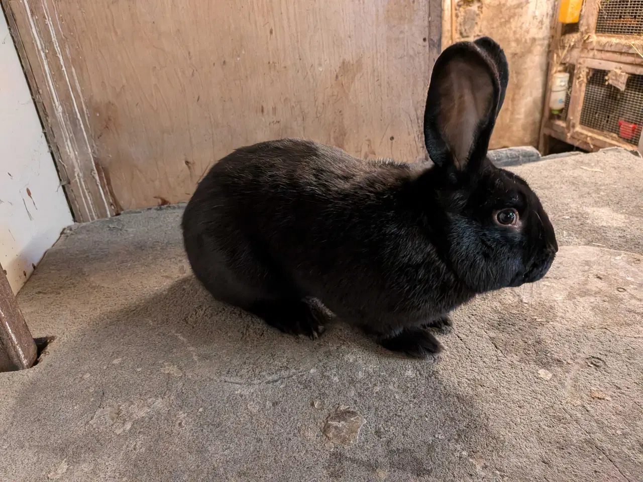 Billede 1 - tysk shaker krydsning kanin