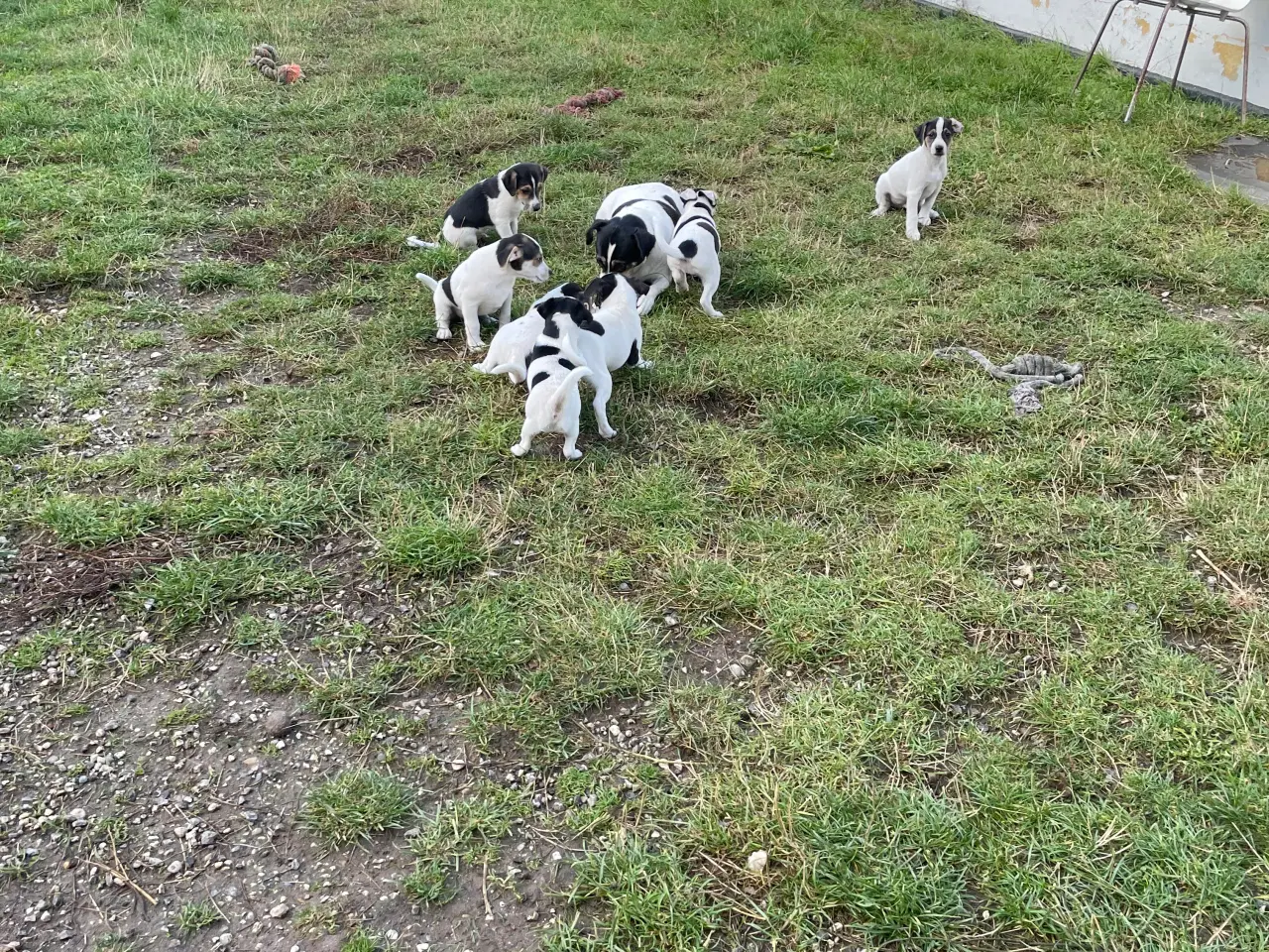 Billede 2 - Dansk svensk Gårdhund hvalpe 