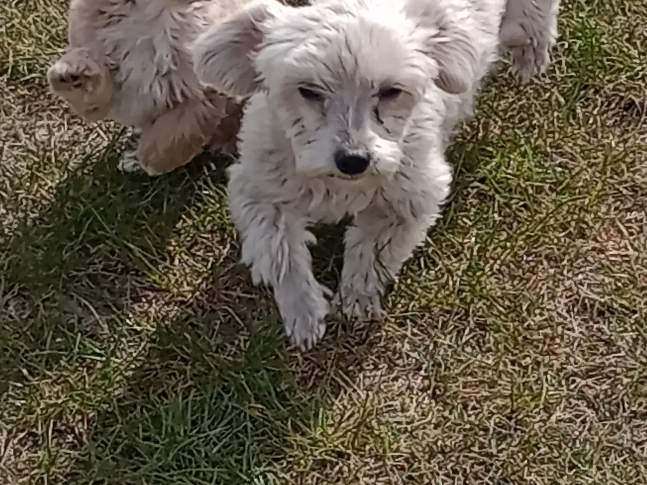 Billede 6 - Maltipoo hvalpe