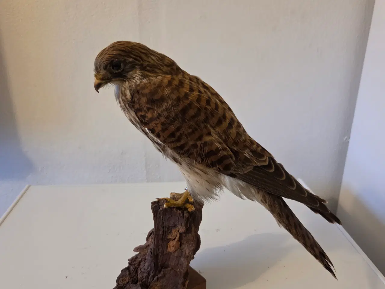 Billede 1 - Tårnfalke 