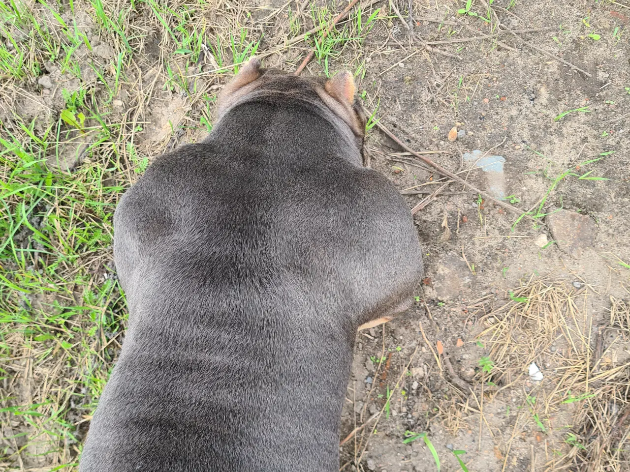 Billede 2 - American Bully Pocket 