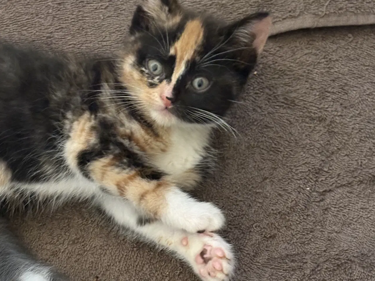Billede 7 - To søde hunkatte søger nyt hjem