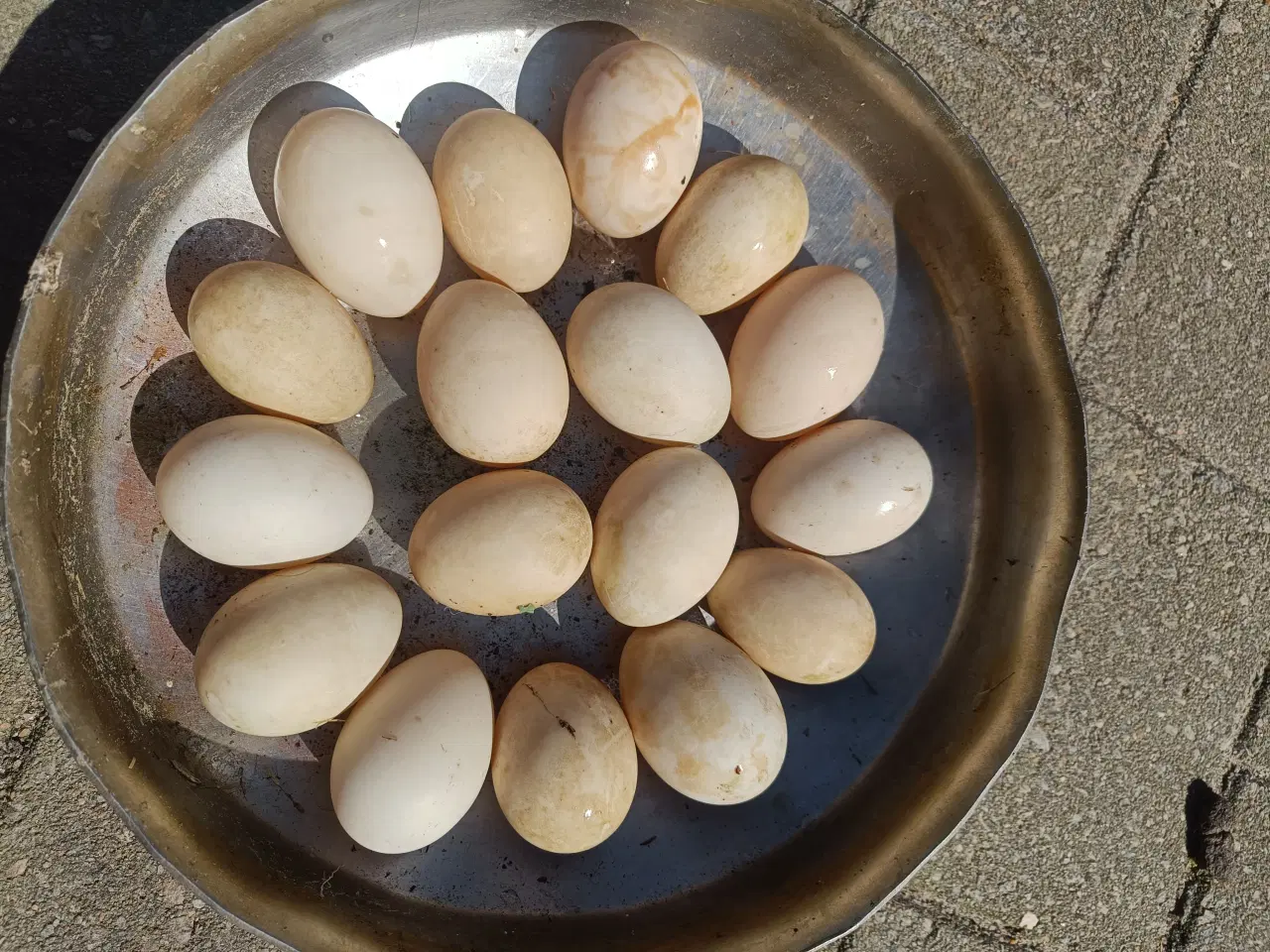 Billede 1 - Rugeæg moskus ænder