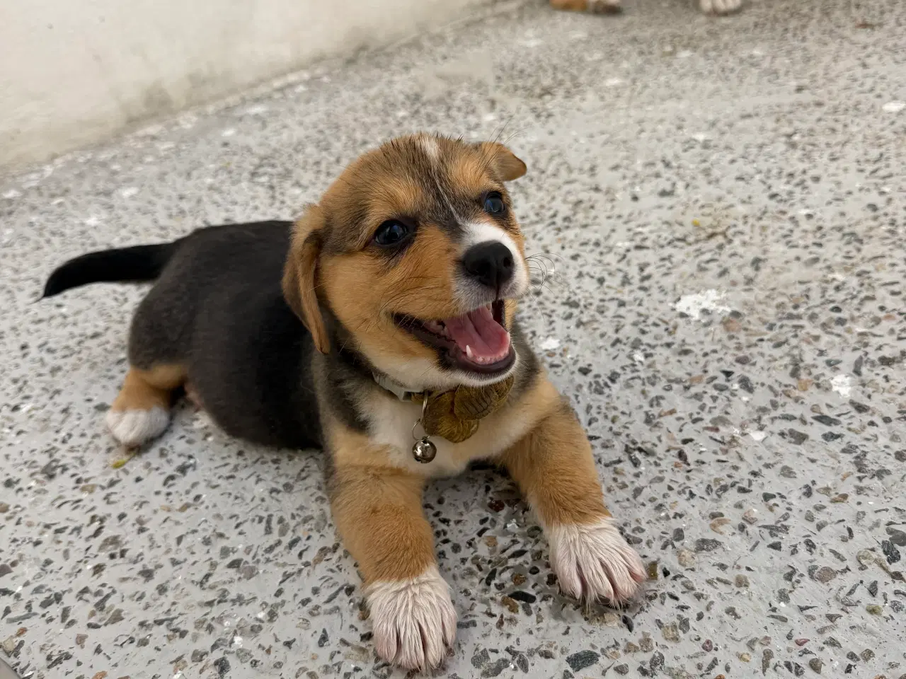 Billede 9 - Corgi Pembroke hundehvalpe