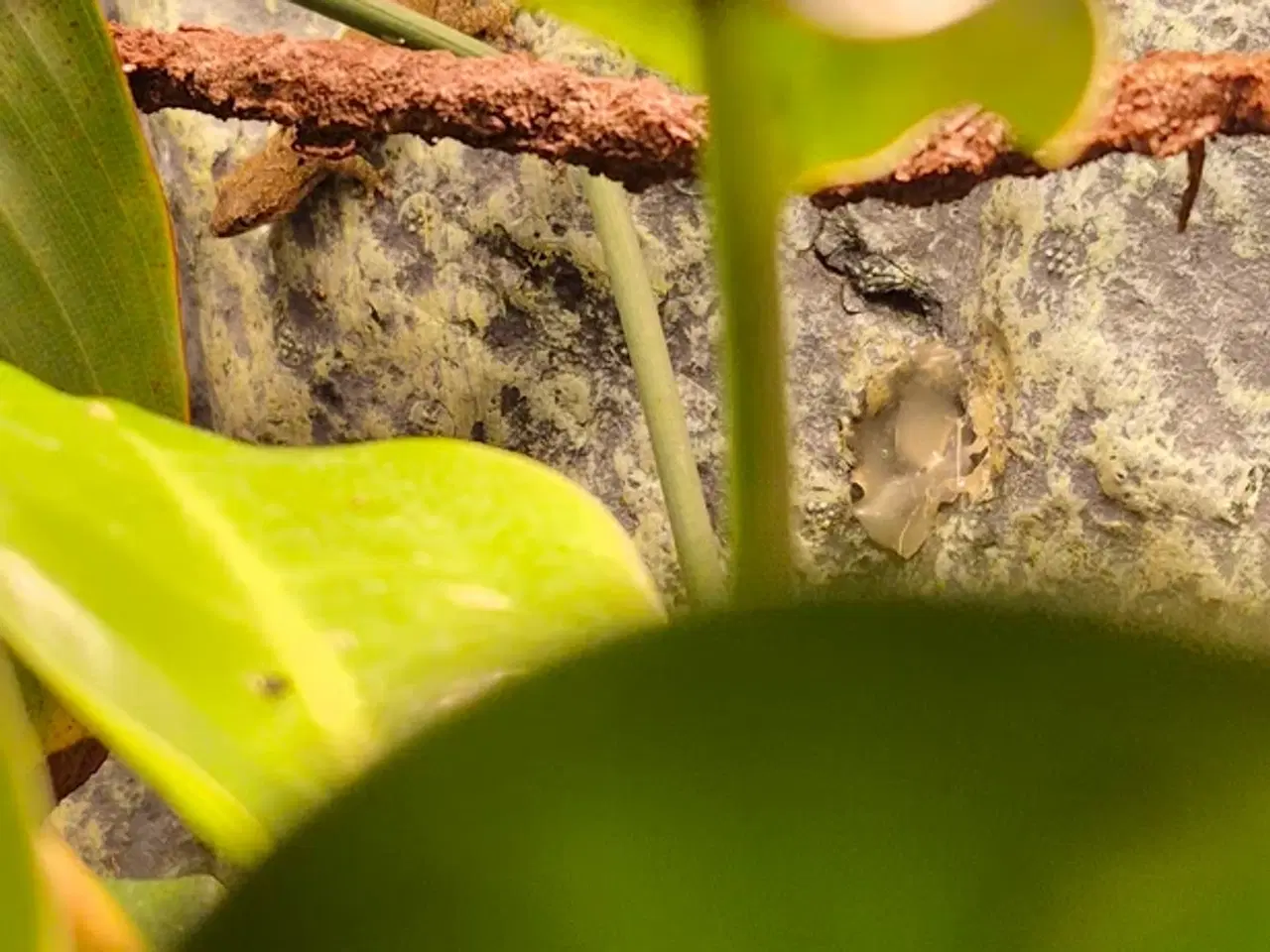 Billede 4 - Jomfrugekkoer med terrarie