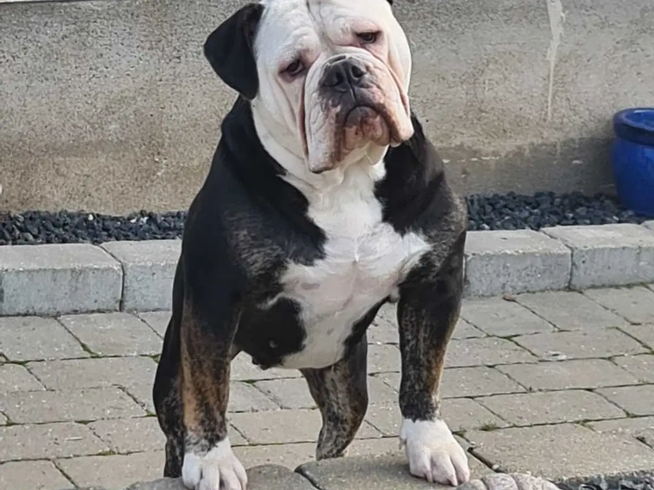 Billede 8 - Old english bulldog 