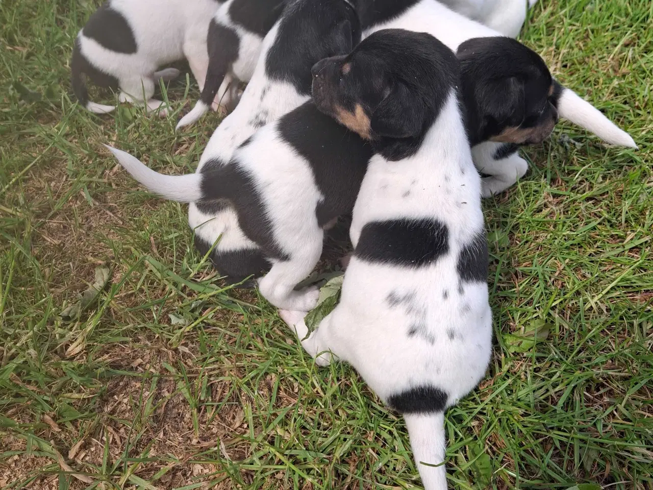 Billede 8 - Dansk svensk gårdhund (hundehvalpe)