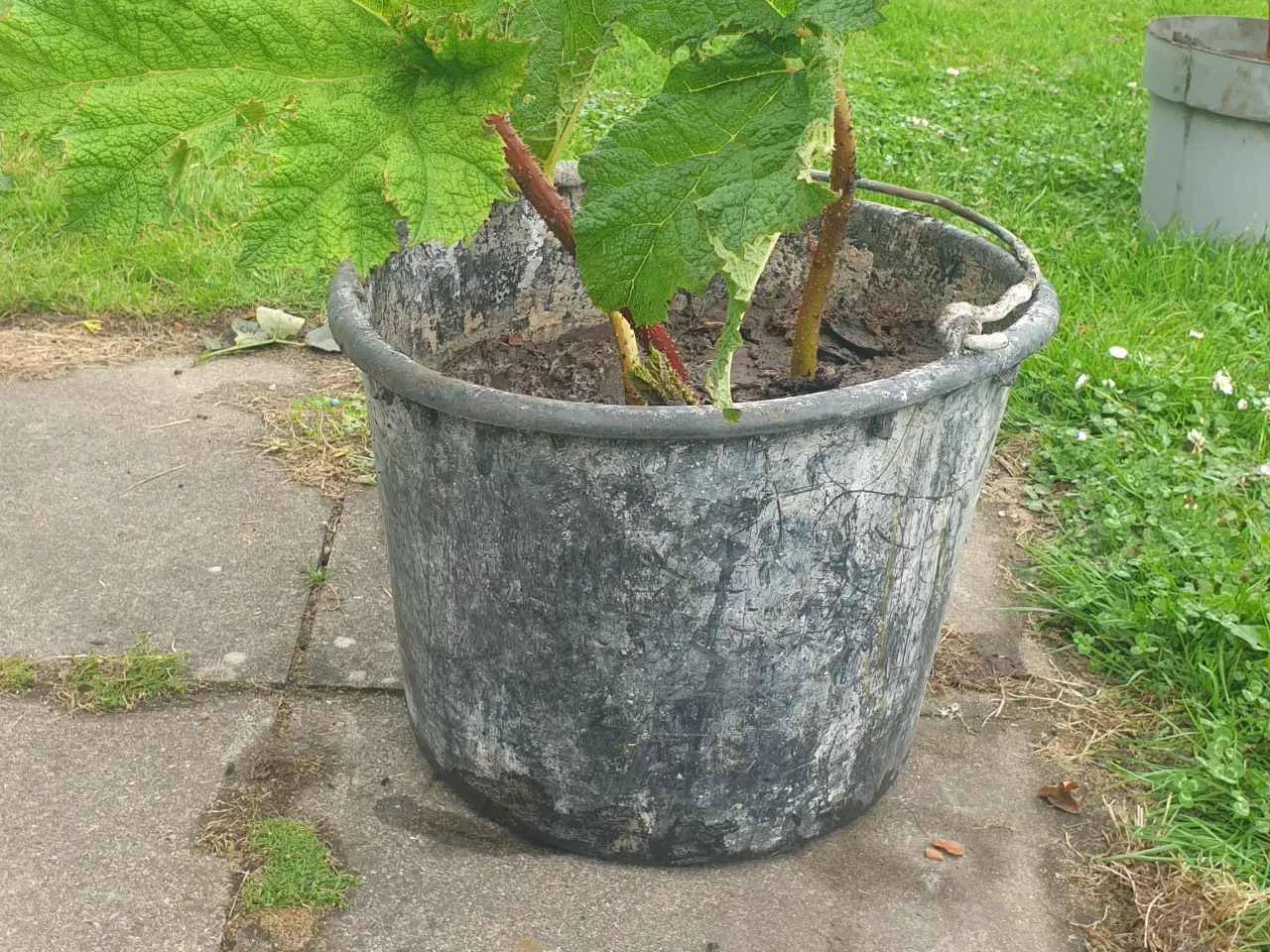 Billede 2 - Mammut blad gunnera manicata