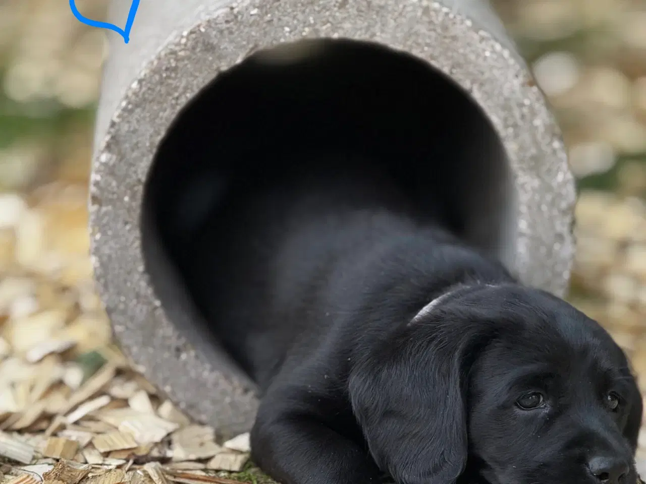 Billede 8 - Amerikanske Cockerdor hvalpe 