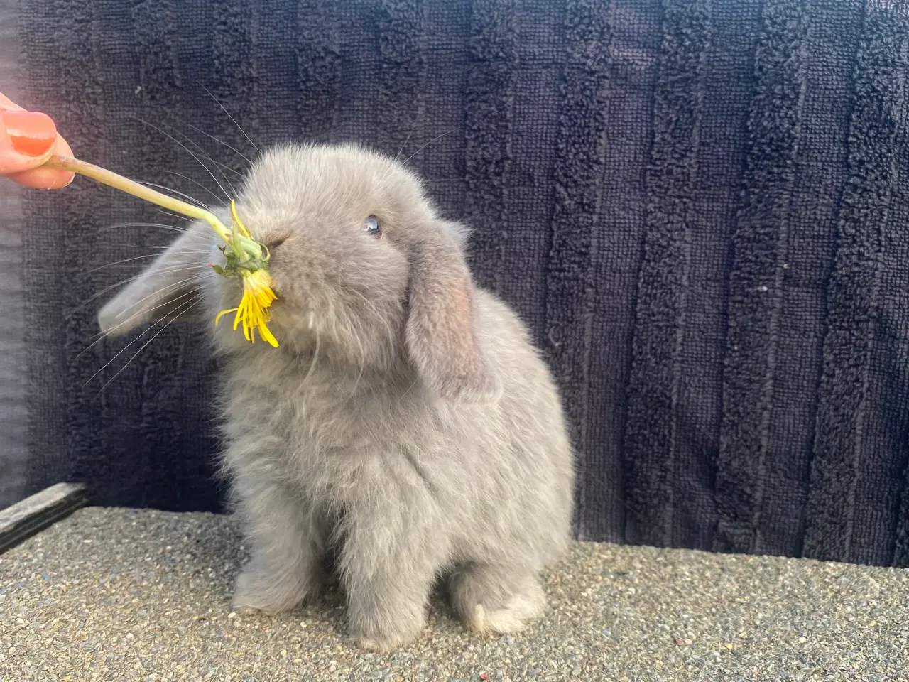 Billede 5 - Mini lop, kaninunge, pige 