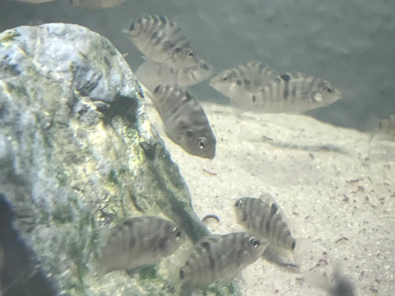 Billede 5 - Modtager fisk