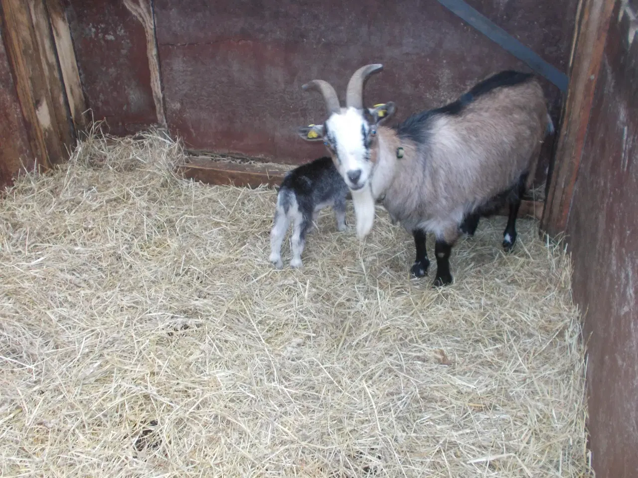 Billede 1 - afrikansk dværgged