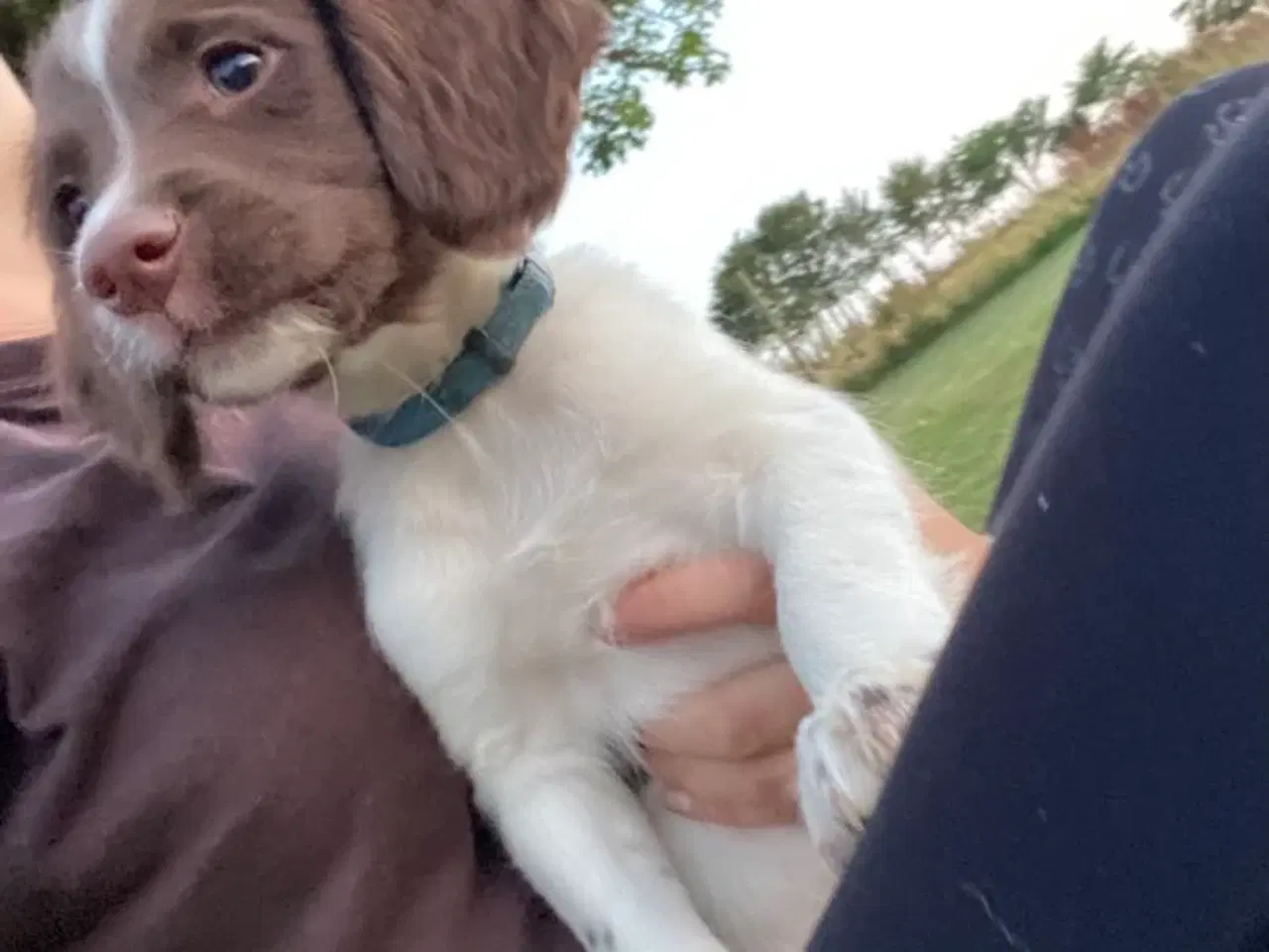 Billede 8 - Tre super søde FT springer spaniel 