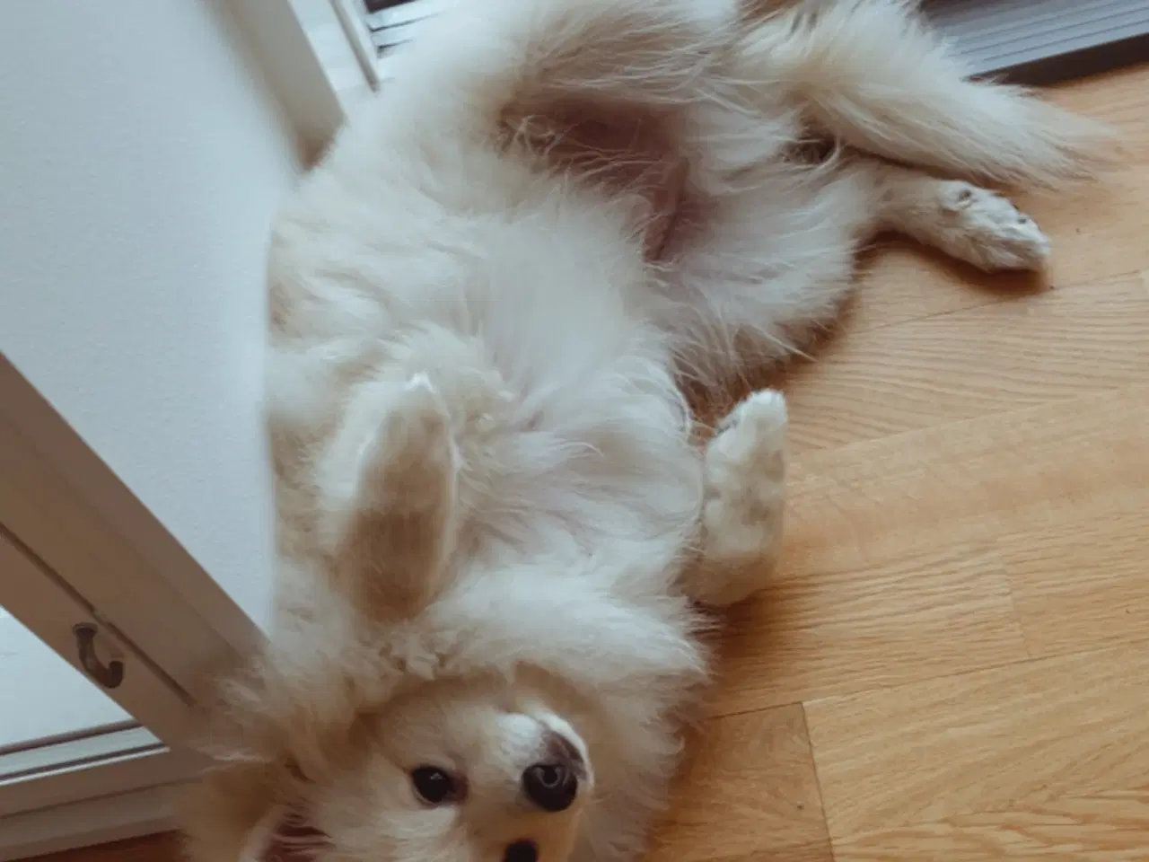 Billede 3 - Smuk cremefarvet hvalp søger nyt og kærligt hjem