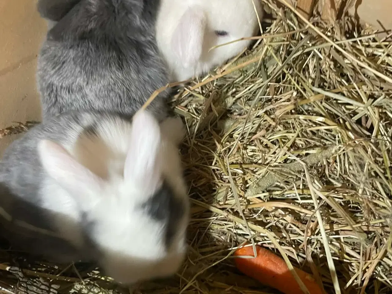 Billede 2 - 🐰 Dværgvædder Kaninunger til salg 🐰  