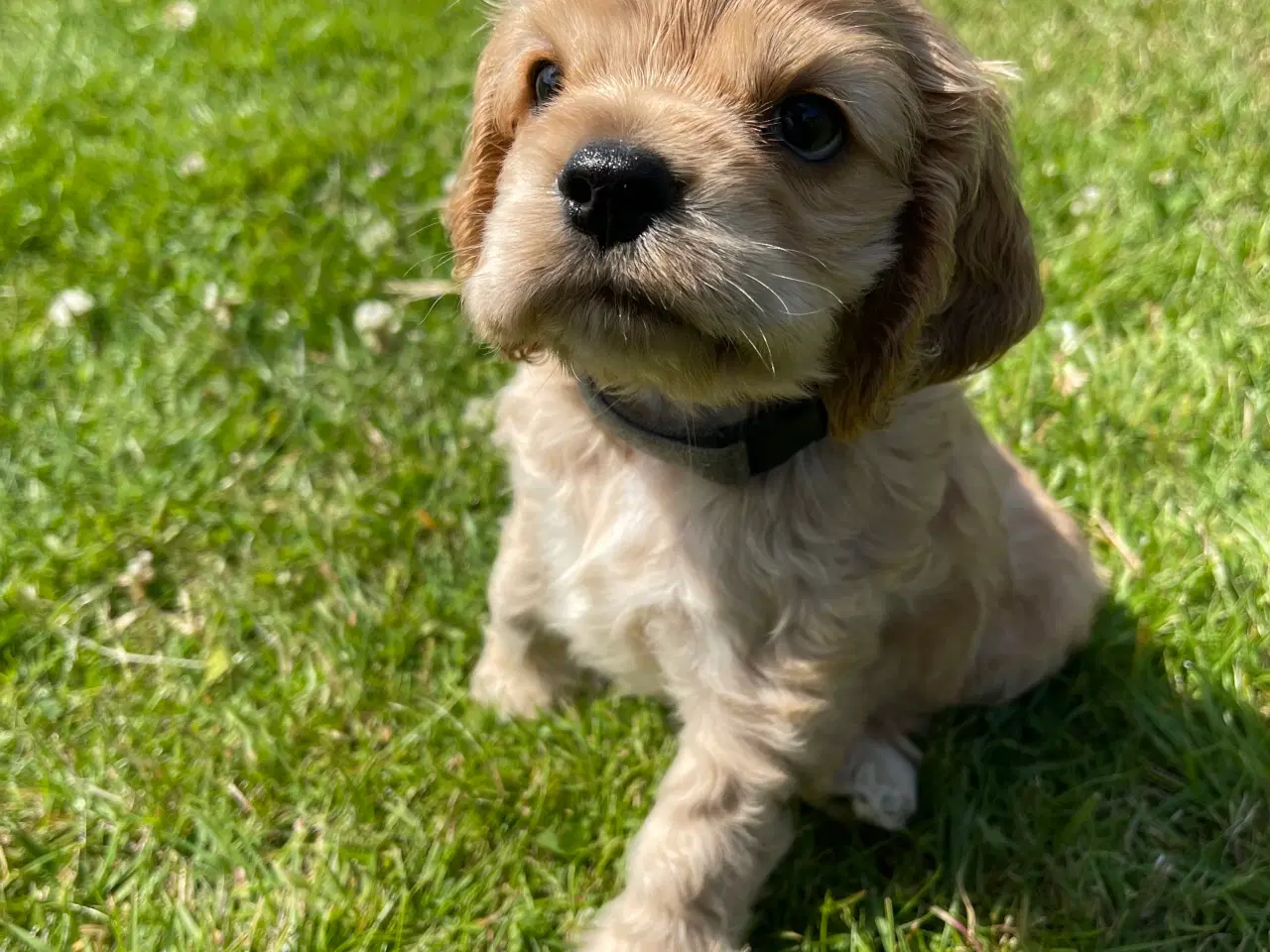 Billede 5 - Rejseklar 🧳 Skønne Amerikanske Cockerspaniel 