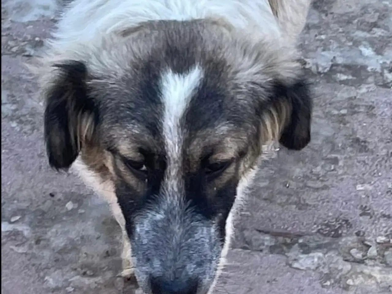 Billede 6 - Smukkeste Pepper søger familie 😍