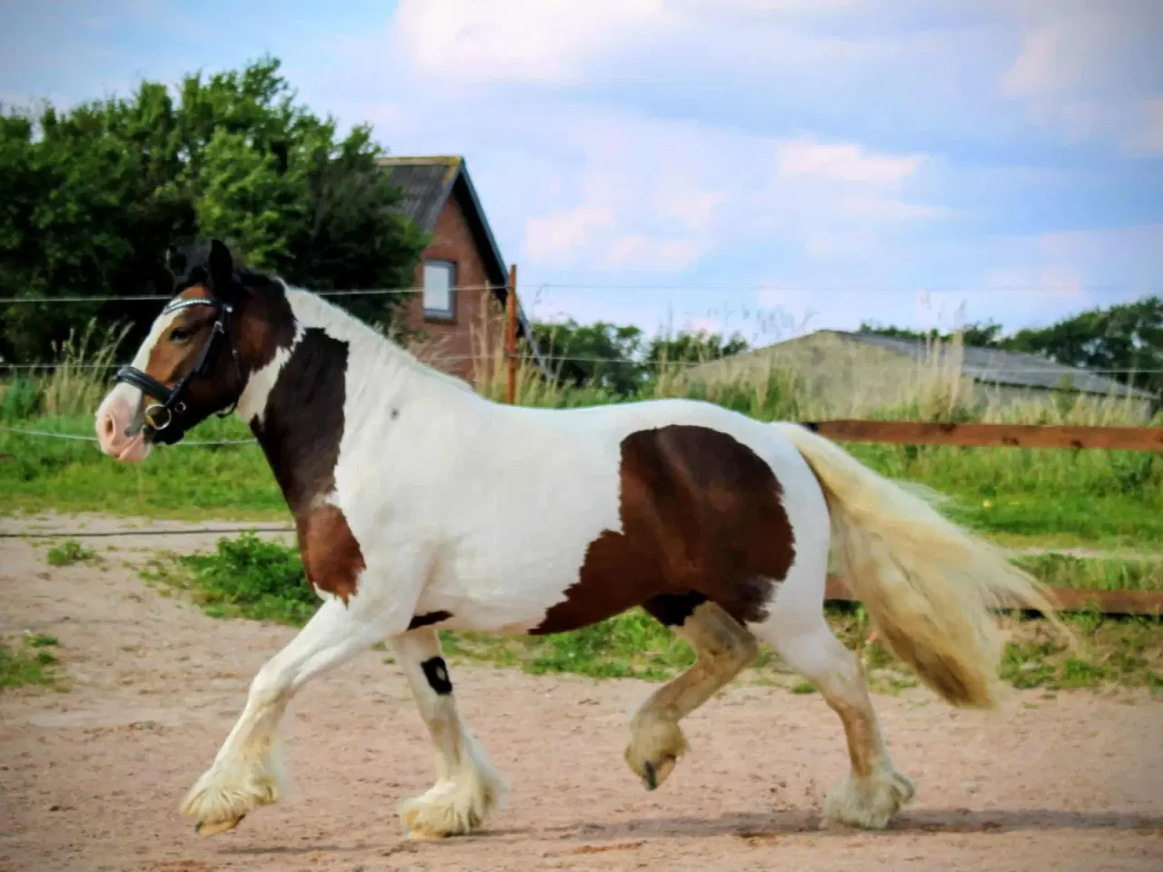 Billede 2 - Irish cob hoppe 