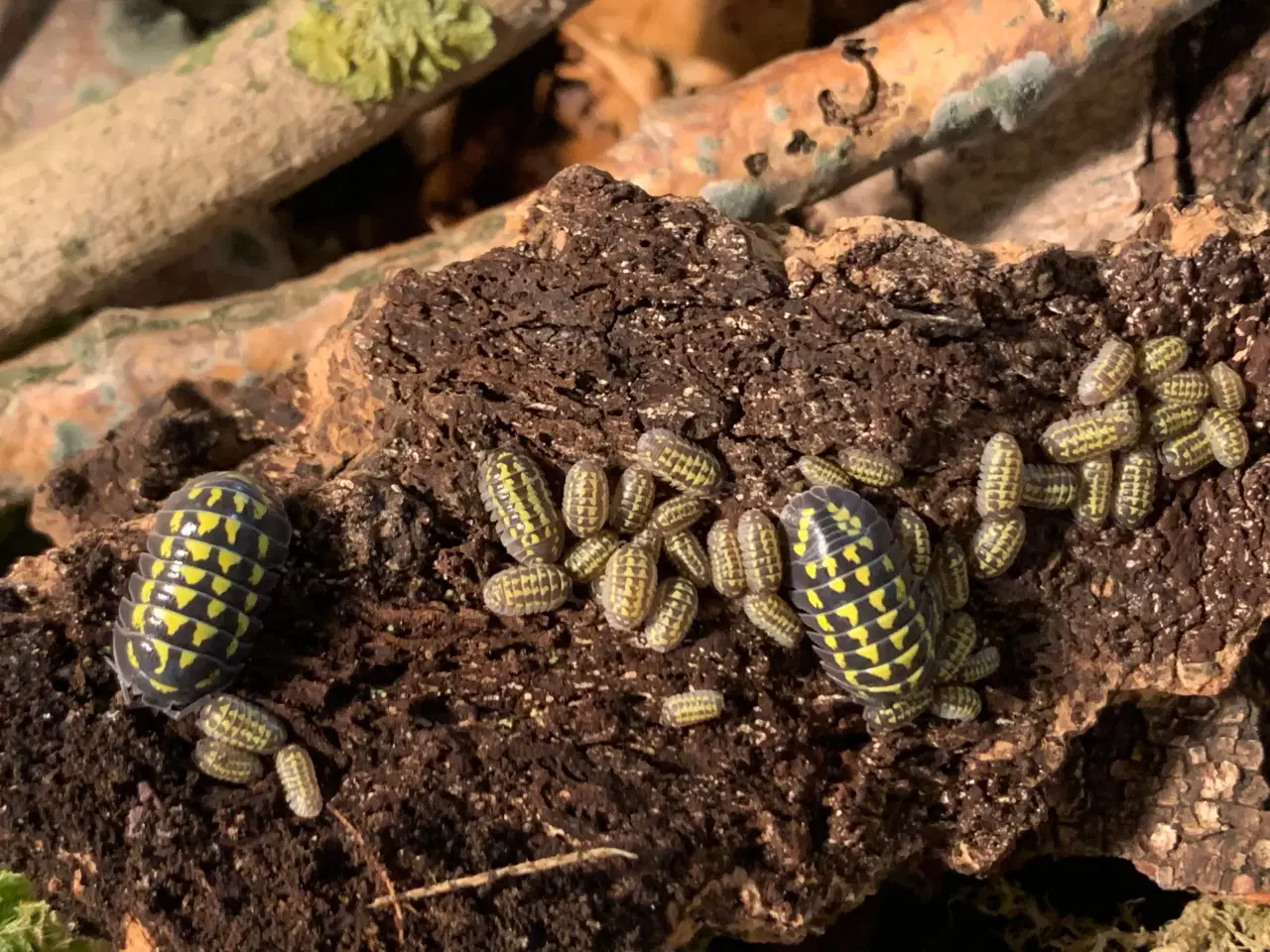 Billede 5 - Armadillidium Gestroi sælges