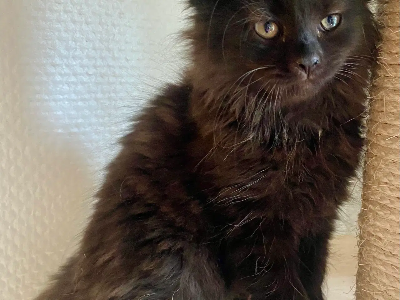Billede 14 - Maine Coon Perser killinger