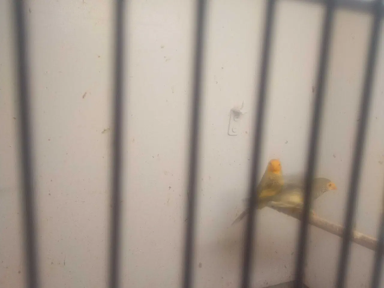 Billede 1 - Siv astrille guleog rød hovdet