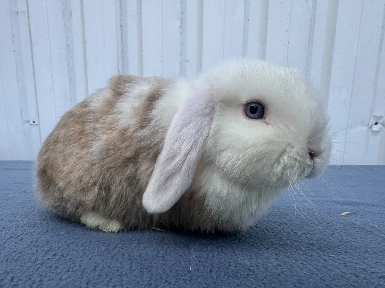 Billede 4 - Mini lop satin hunkanin