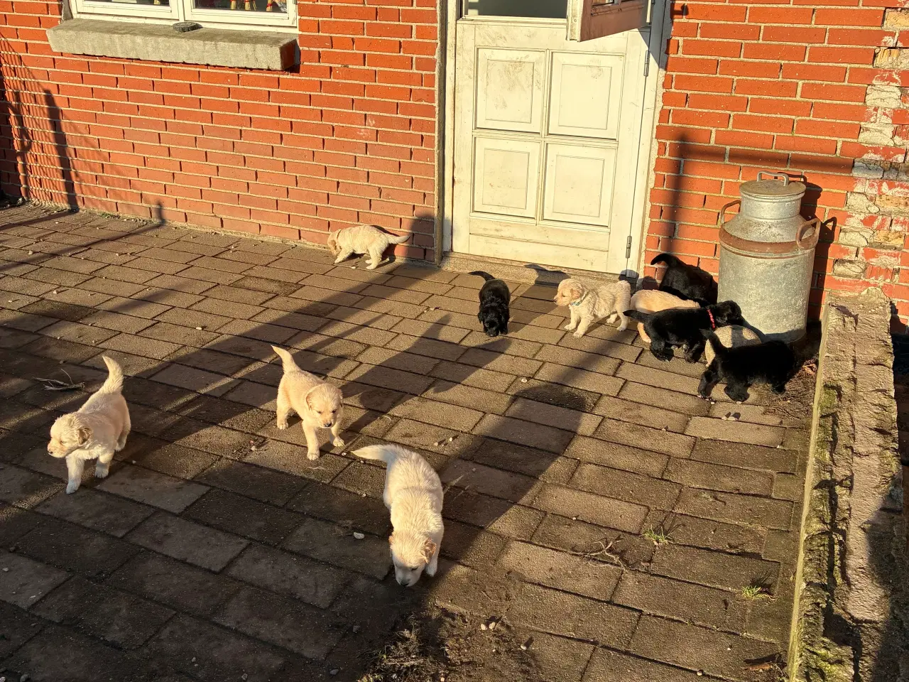 Billede 12 - Super skønne familiehunde