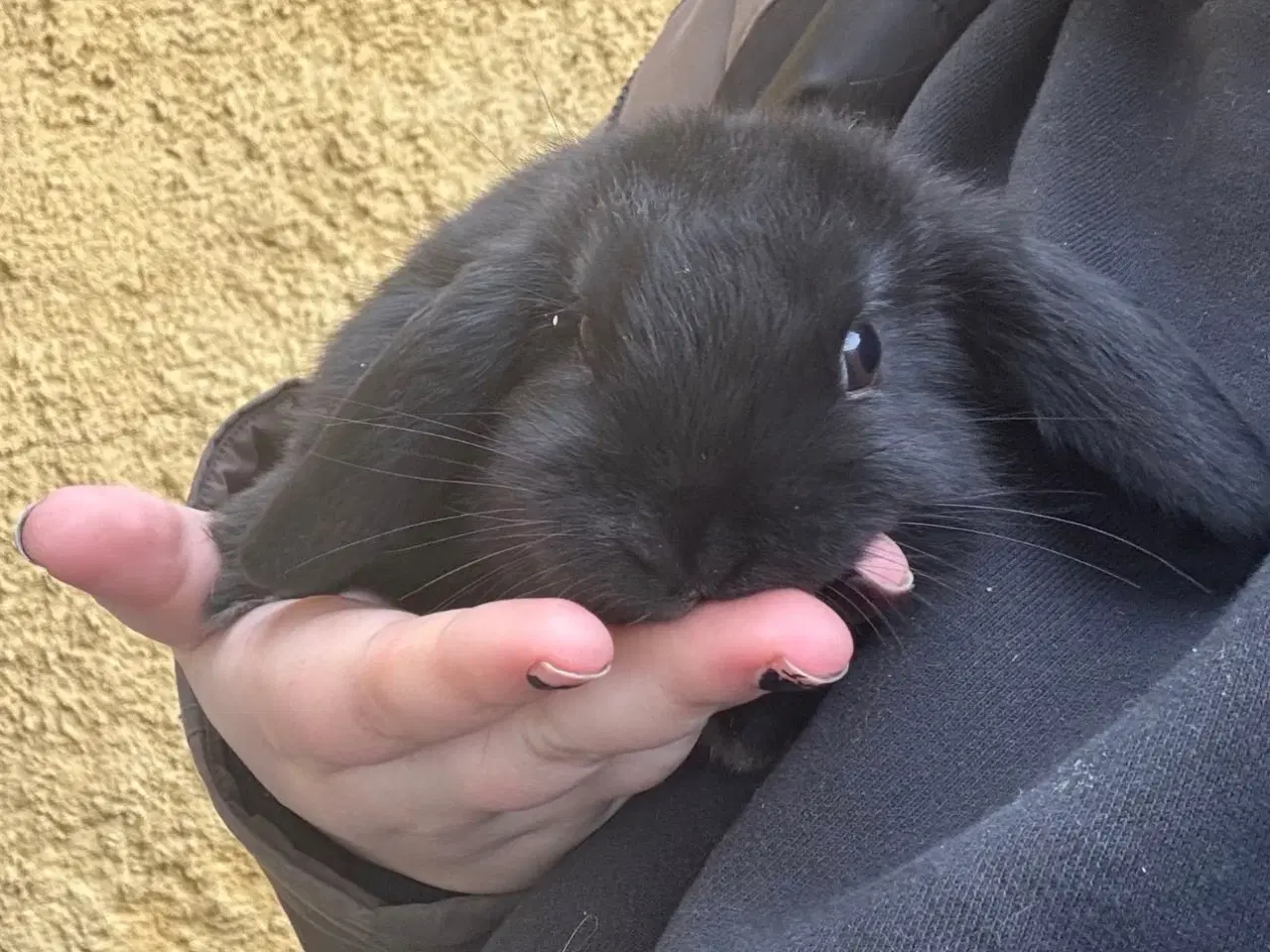 Billede 13 - Han Dværgvædder unge sælges 