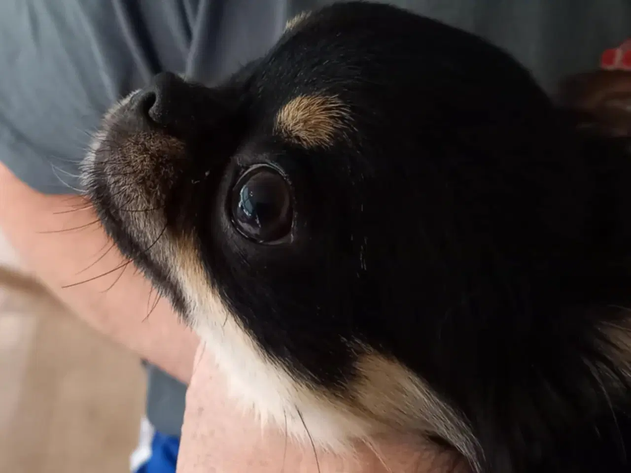 Billede 5 - Chihuahua dreng 