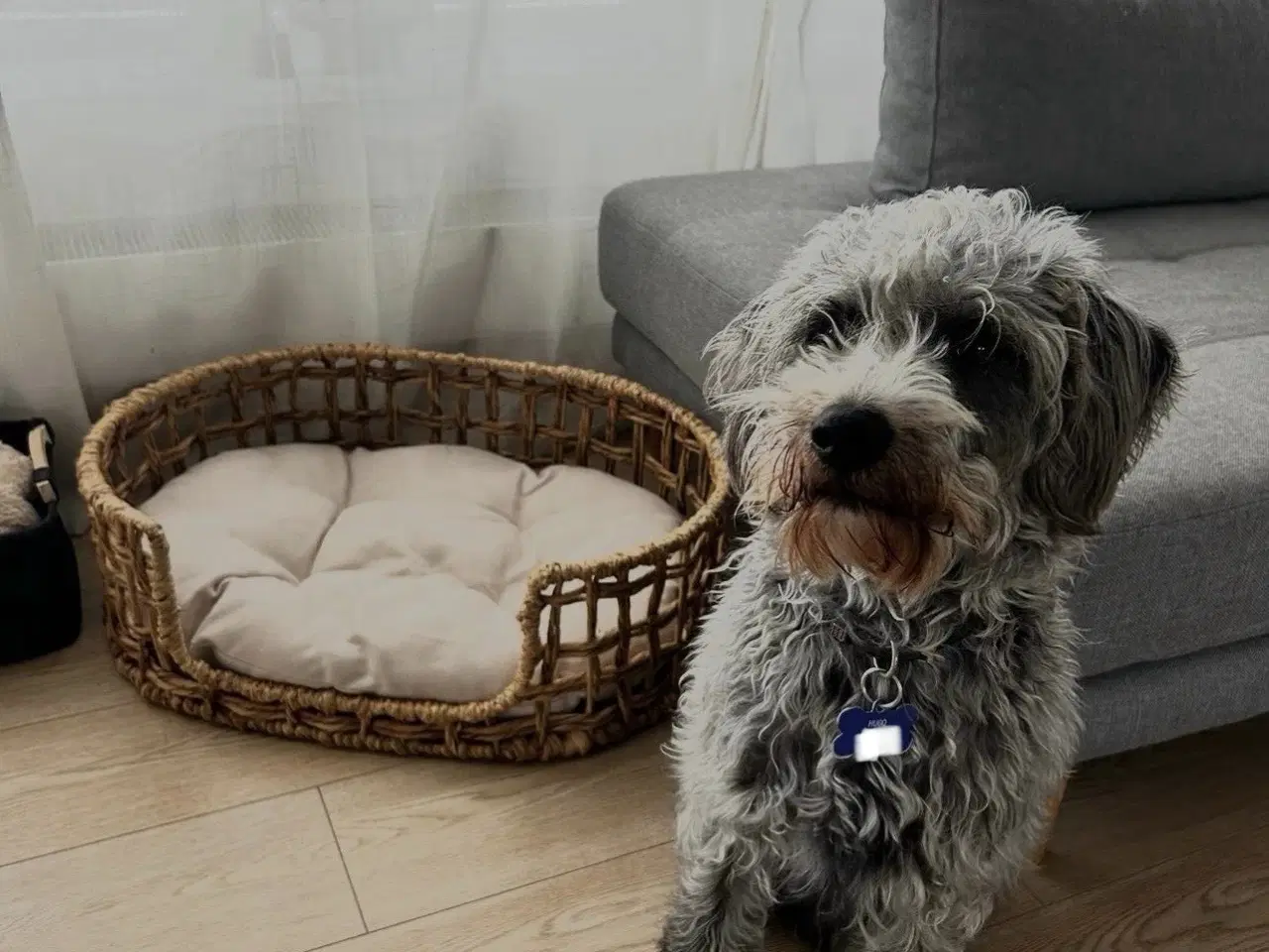 Billede 1 - Skønne Hugo søger nyt blivende hjem